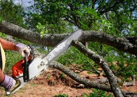 Best Tree Mulching  in Walcott, IA