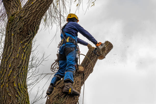 Best Hazardous Tree Removal  in Walcott, IA