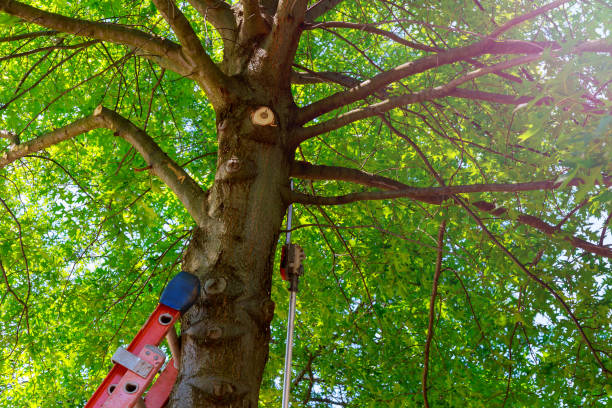 Best Tree Maintenance Programs  in Walcott, IA